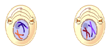 <p>prophase II</p>