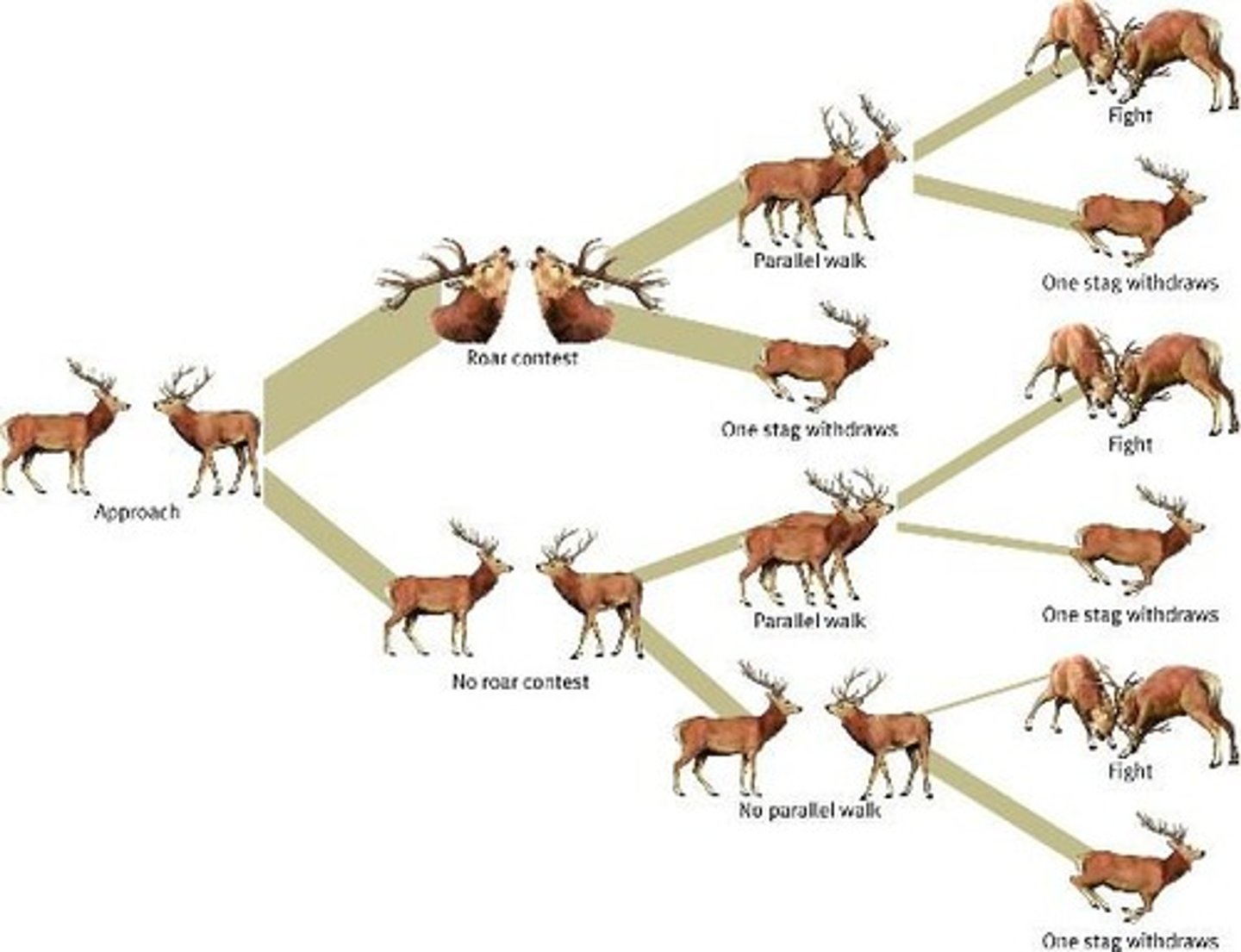 <p>Males exhibit ritualized behavior by raising and spreading their legs and vibrating their abdomen to indicate size and strength.</p>