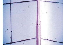<p>Insect Stain </p>