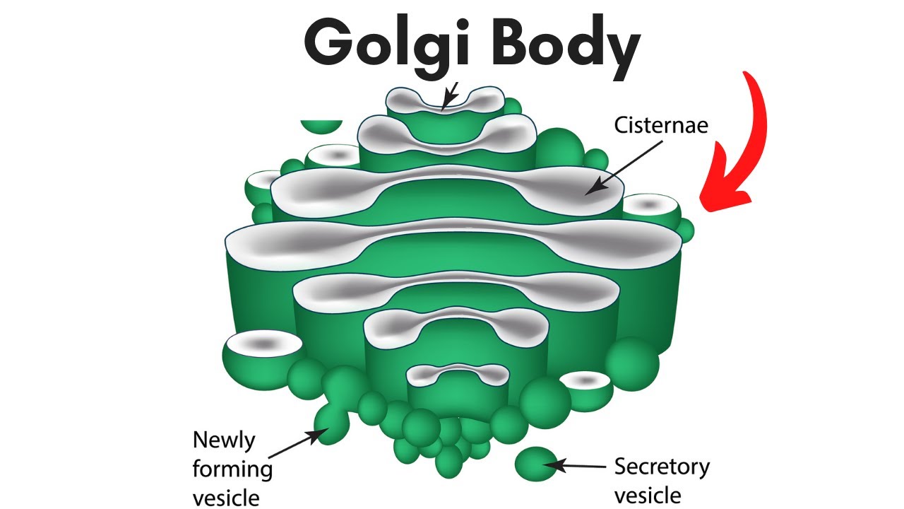 <p><span style="font-family: Avenir, sans-serif">Golgi body</span></p>