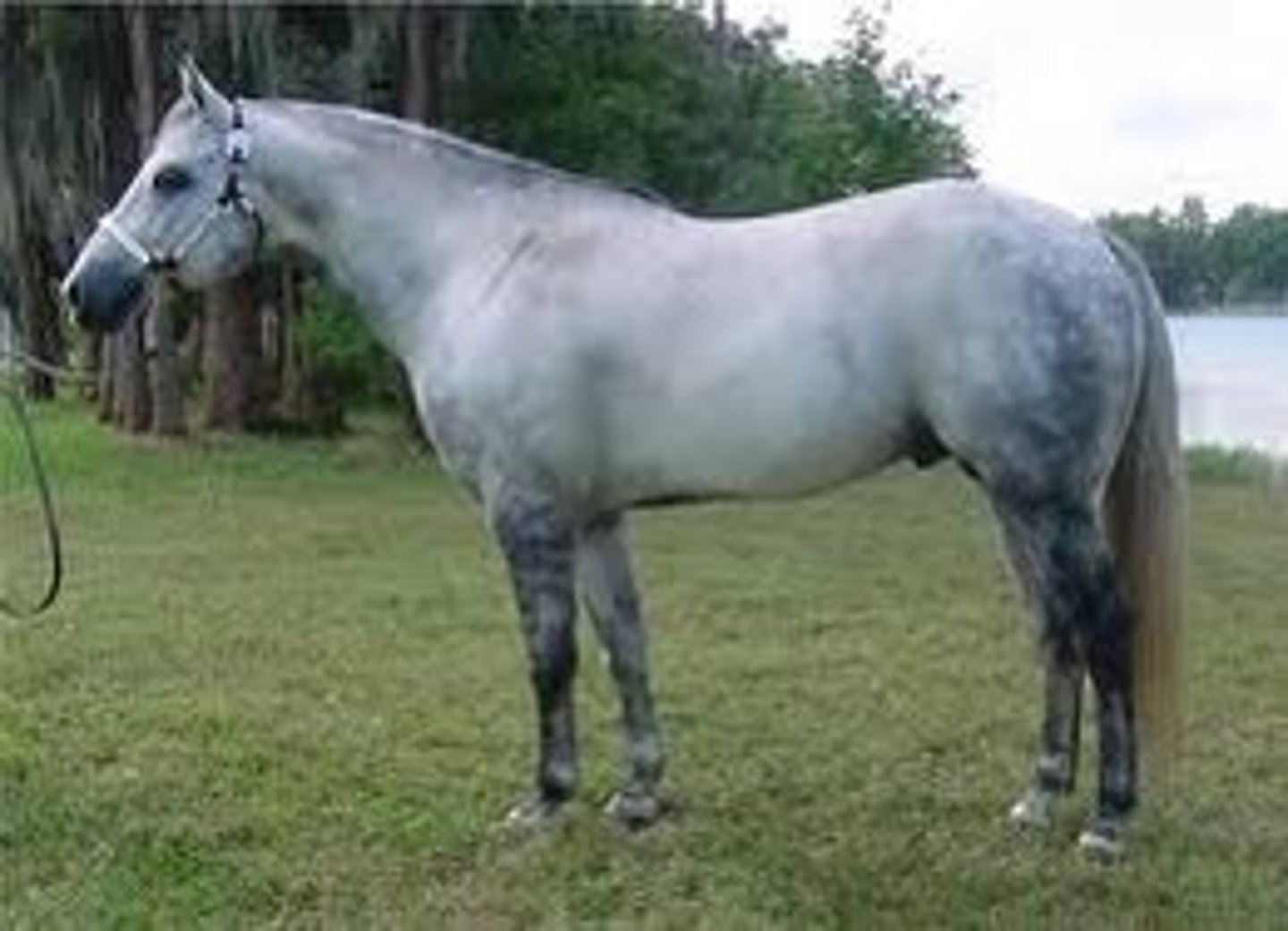 <p>- Solid or dappled grey with lighter grey or white mane/tail</p>