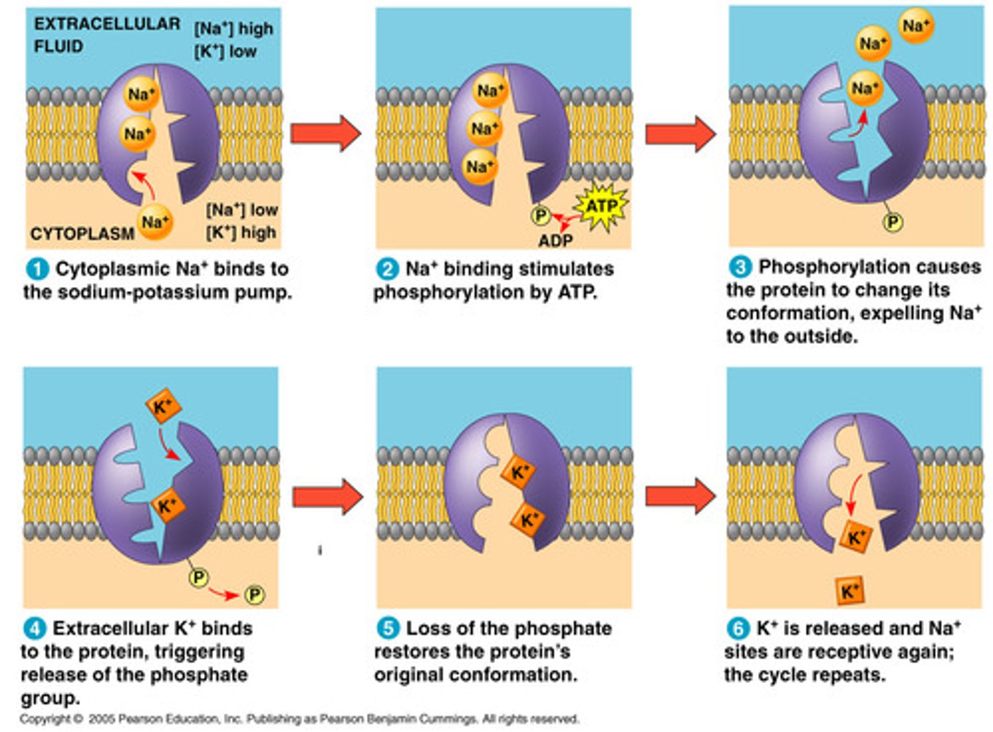 <p>Sodium-Potassium (Na-K) - By using Phosphate from ATP, the shape of the protein changes. This change in shape changes the affinity for (Na) or (K). The difference in number of charged ions gives a different charge.</p>