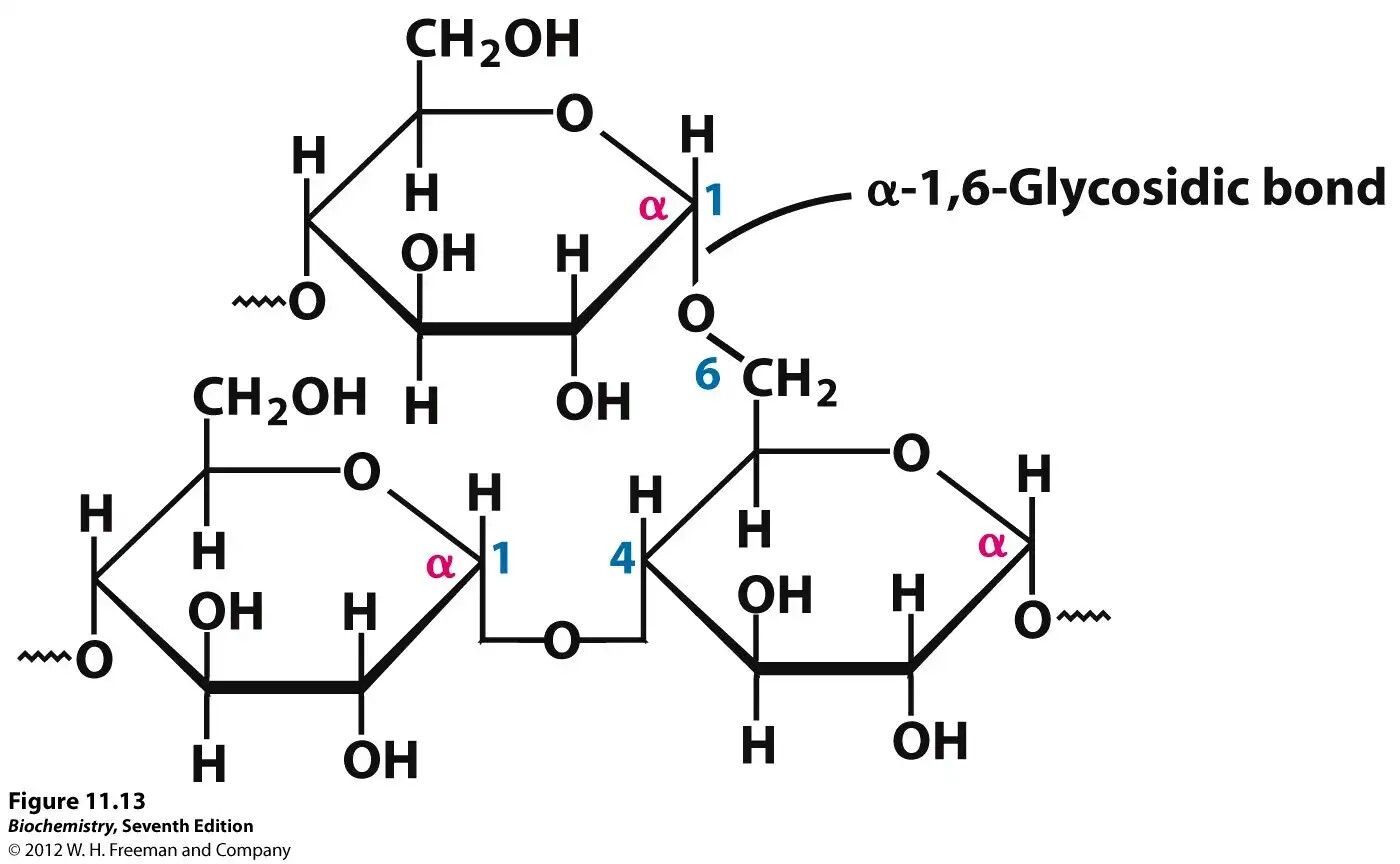 * short term energy storage in animals (2-5 min worth)
* composed of chains of alpha-glucose with bonds between carbon-1 and carbon-4
* at around every 10th glucose molecule, an additional glucose molecule bonds at carbon-6 creating a highly branched structure
* it has the exact same structure as amylopectin except it is more branched