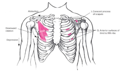 <p><strong><u><span style="font-family: Arial, sans-serif">Origin</span></u></strong><span style="font-family: Arial, sans-serif">: Anterior surfaces of 3rd to 5th ribs</span></p><p><strong><u><span style="font-family: Arial, sans-serif">Insertion</span></u></strong><span style="font-family: Arial, sans-serif">:&nbsp; coracoid process of scapula&nbsp;</span></p><p><strong><u><span style="font-family: Arial, sans-serif">Action(s)</span></u></strong><span style="font-family: Arial, sans-serif">: abduction, downward rotation, or depression</span></p><p><strong><u><span style="font-family: Arial, sans-serif">Antagonist</span></u></strong><span style="font-family: Arial, sans-serif">: Trapezius (upper and lower fibers) and Serratus Anterior (lower fibers)</span></p>