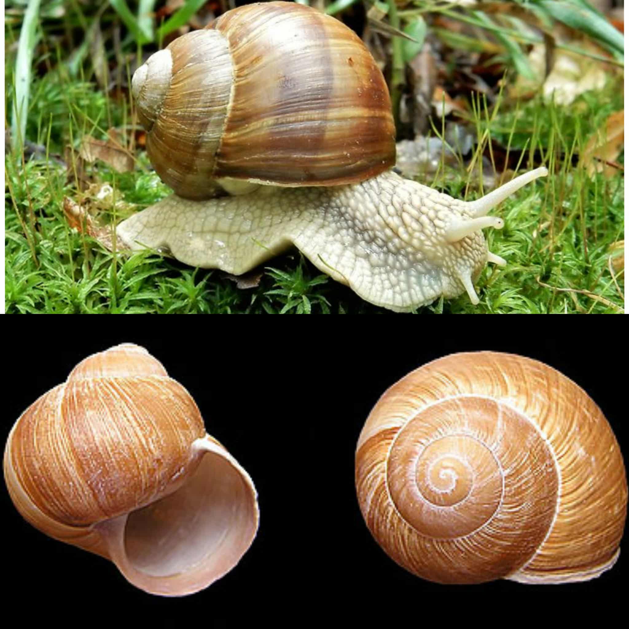 <p>Kmeň: Mollusca (mäkýše)<br>Trieda: Gastropoda (ulitníky)<br>Skupina: Pulmonata (pľúcnatce)</p>