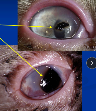 <p><span style="background-color: transparent;"><strong><span>Corneal Sequestration</span></strong></span></p>