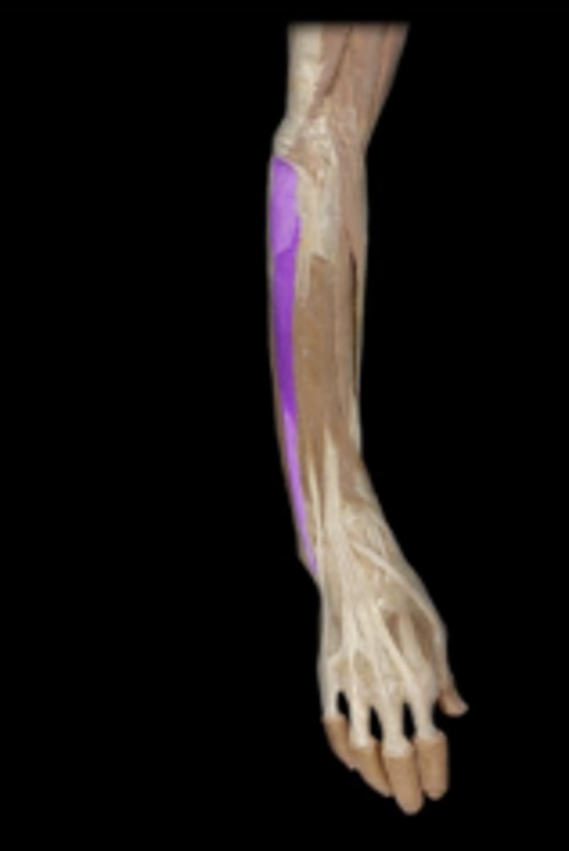 <p>action: extension of wrist; fixes wrist when fist is clenched or hand grips.</p>