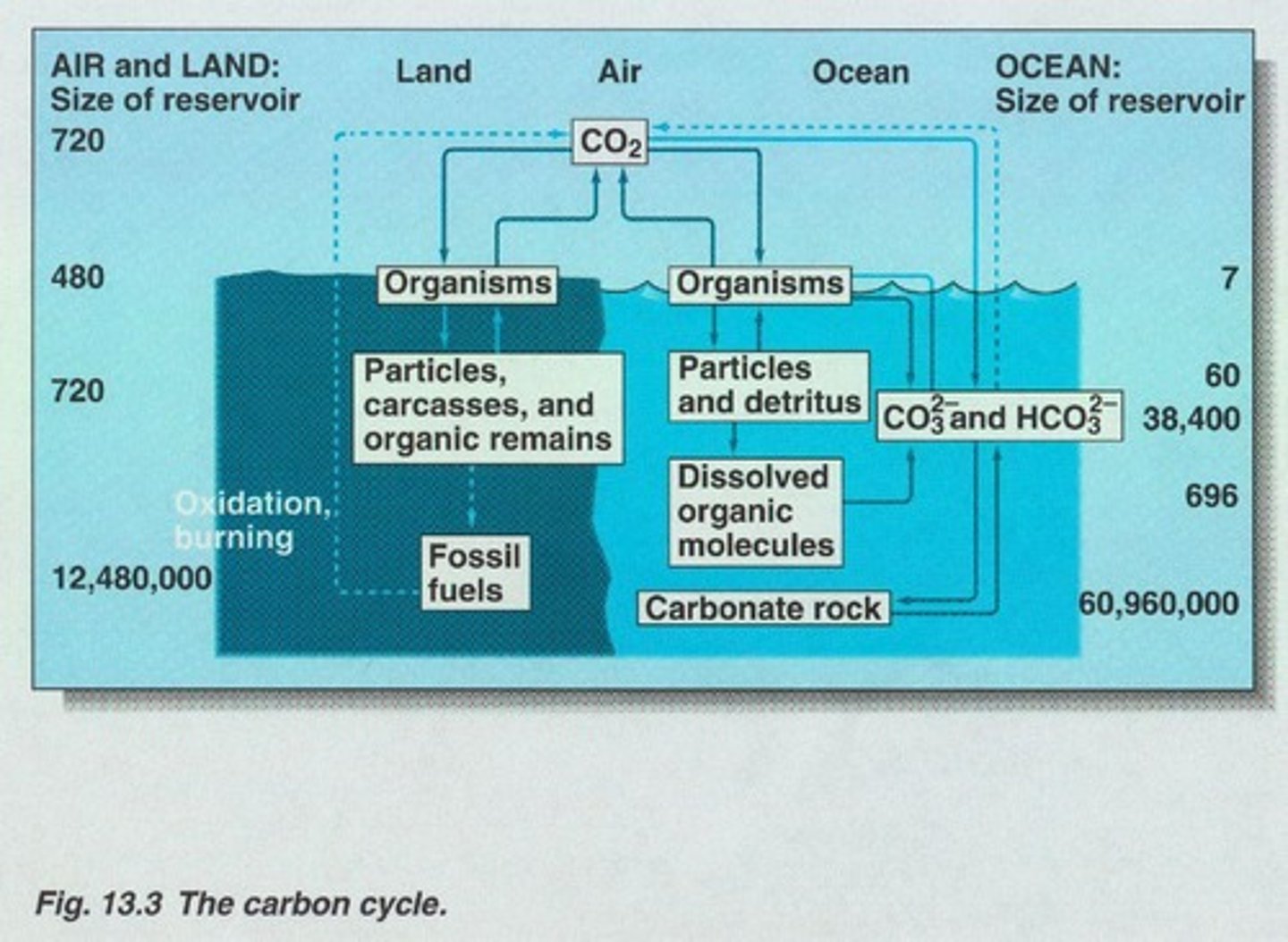 <p>In the ocean, the ratio of carbon to nitrogen to phosphorus is approximately 106:16:1.</p>