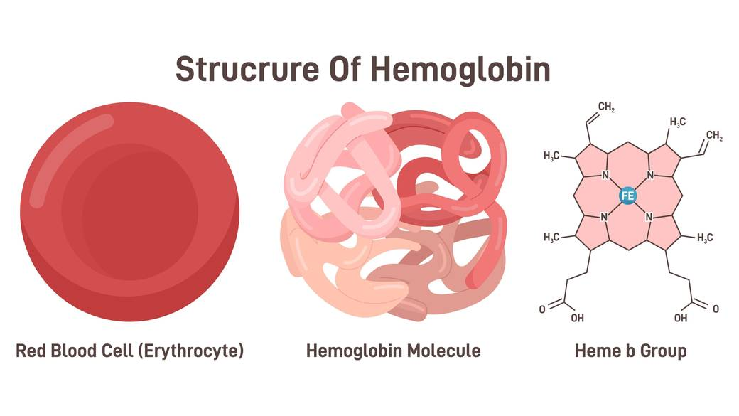 <p>The hemoglobin is divided into 4 subunits; each subunit beings it’s own ?</p>