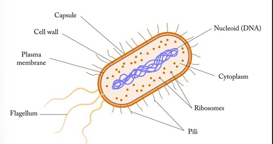 <p>what cell is this </p>