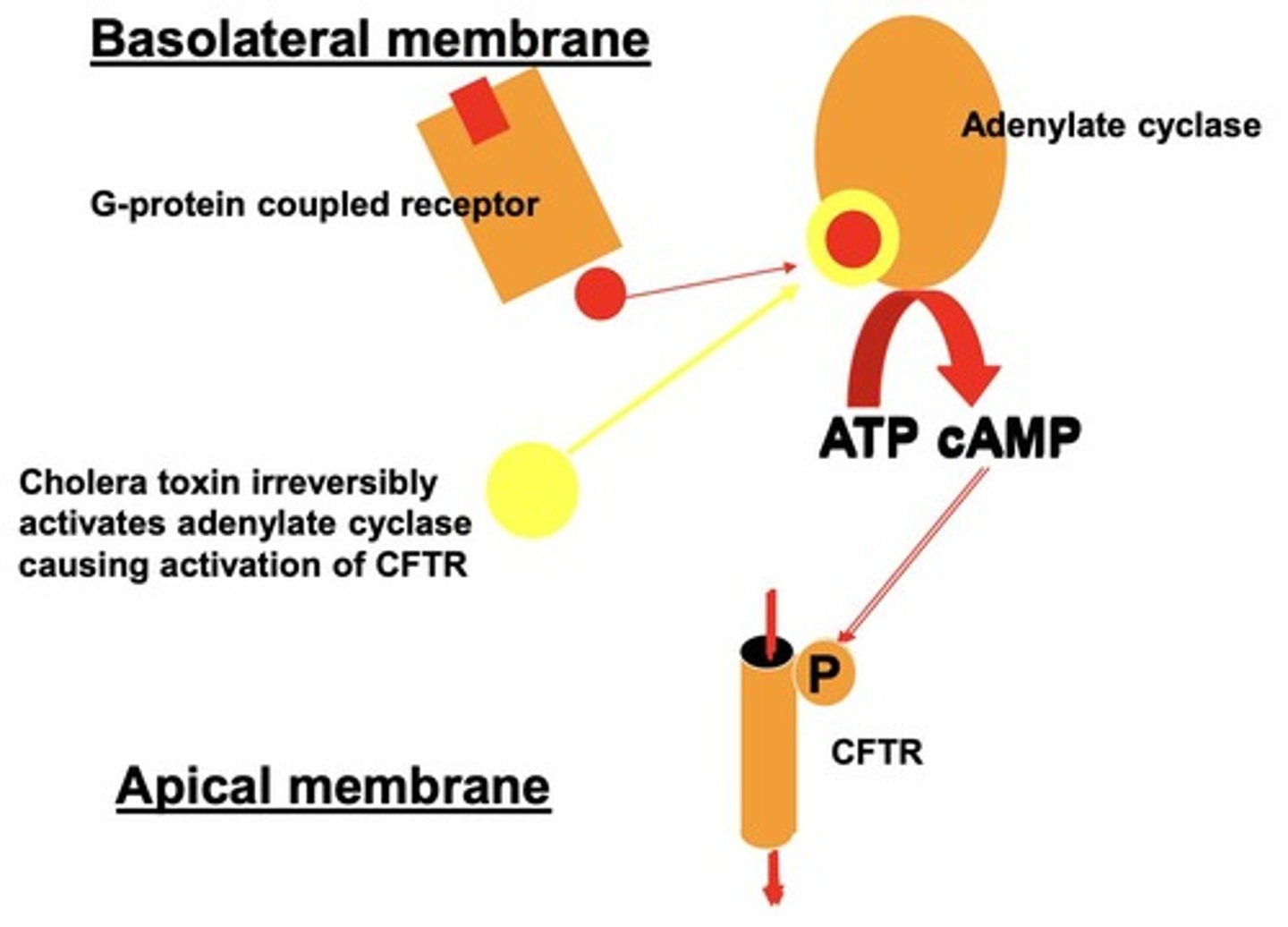 <p>Enzyme activated by enterotoxins, increasing CFTR activity.</p>