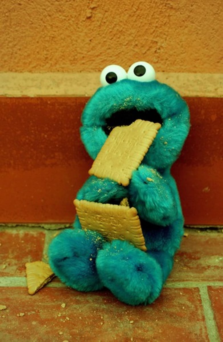 <p>the biscuit</p>