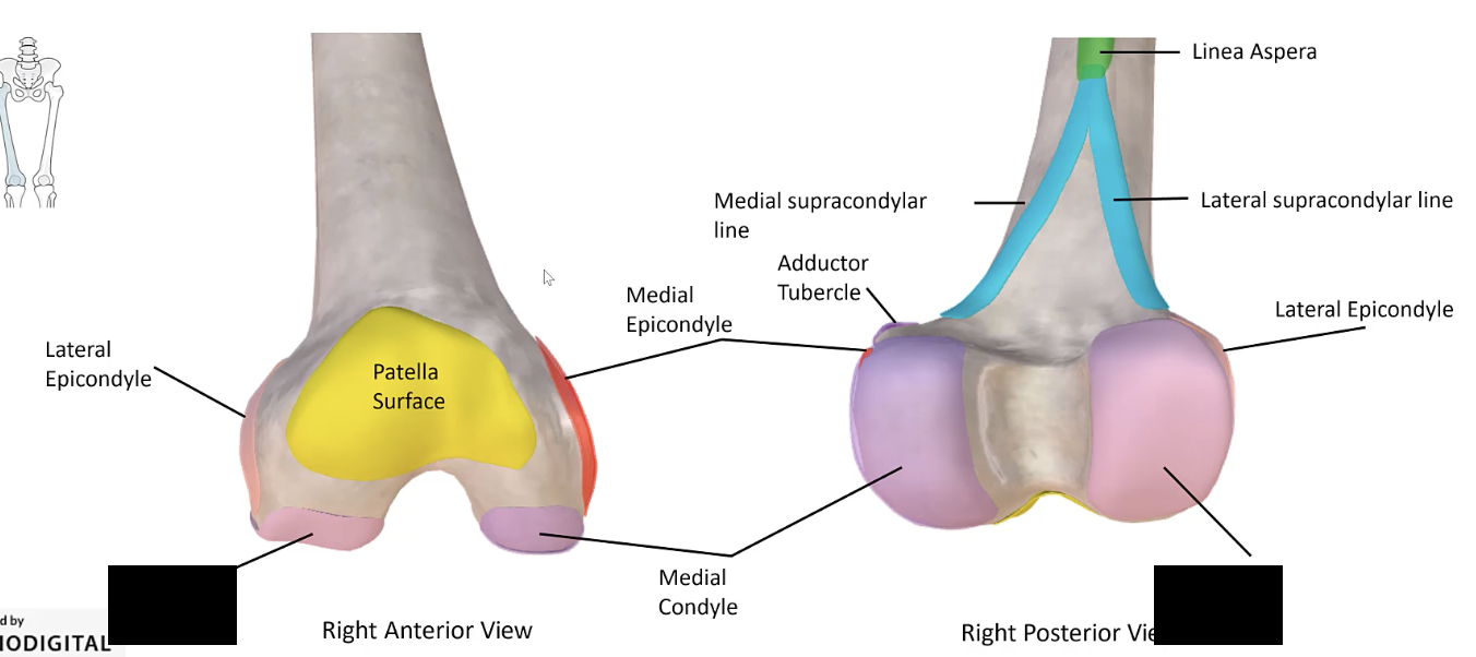 <p>The rounded prominence at the lateral side of the distal end of the femur.</p>