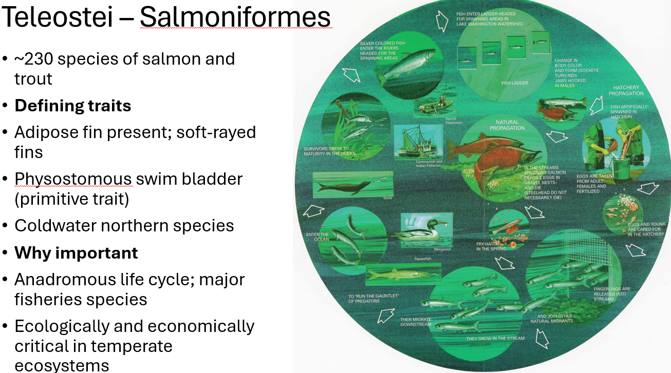 <p><span><span>type of fish migration where anadromous species are born in freshwater, travel to the ocean to grow and mature, and then return to freshwater to spawn</span></span></p>