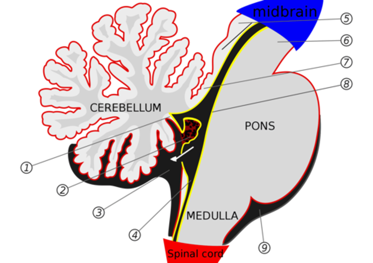 <p>membrane that forms the superior portion of the 4th ventricle roof</p><p>image -- 7</p>