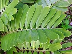 <p>Cardboard Plant </p>