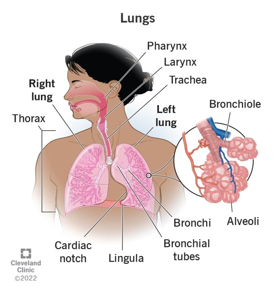 <p>air comes in and travels to larynx</p>