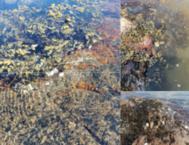 <p>Habitat: Salt och bräckt vatten. Västkusten och Östersjön. </p><p>Övrigt: Blåstången är en brunalg och inte en växt men har fotosyntes och är en producent. </p><p>Många andra arter är beroende av blåstången. Blåstång har använts som gödsel. </p>