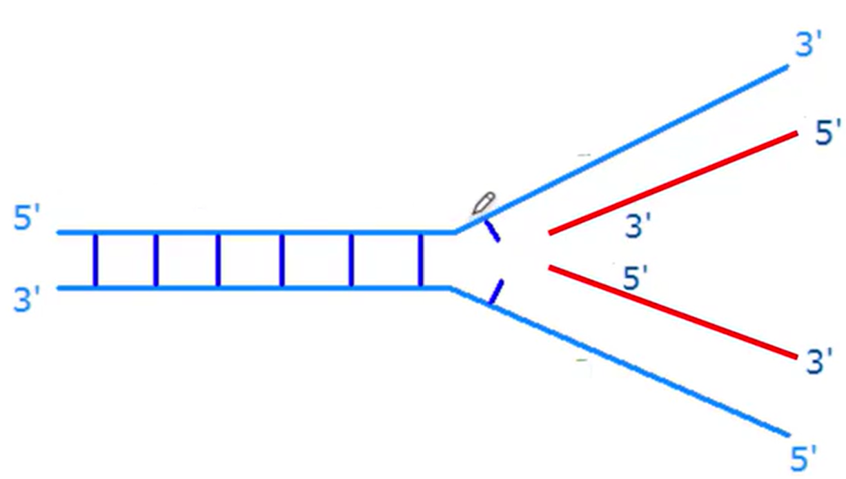<p>Two strands running antiparallel</p><p>Half old and half new DNA once replicated</p>