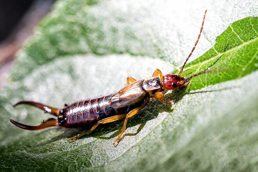 <p>Earwigs (Earwings)</p>
