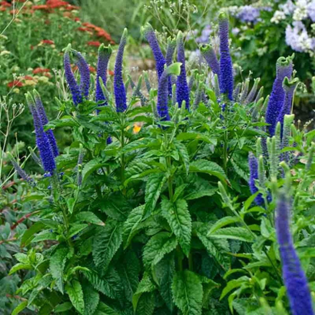 <p>leaves: rugous, teeth in margin, ovate to lanceolate</p><p>blooms: raceme, blue,</p>