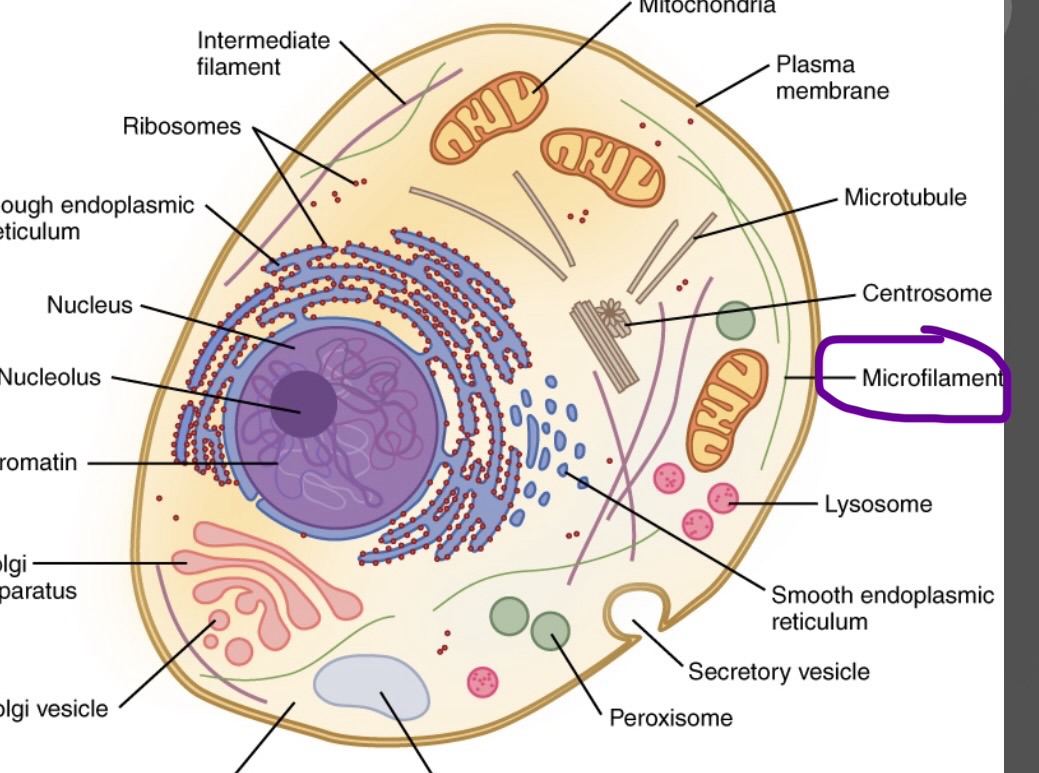 <p>Also provides support and cell shape, difference is that this enables movement </p>