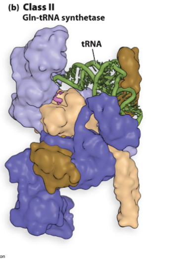 <p>attatch aa onto 3-oh of cca </p>