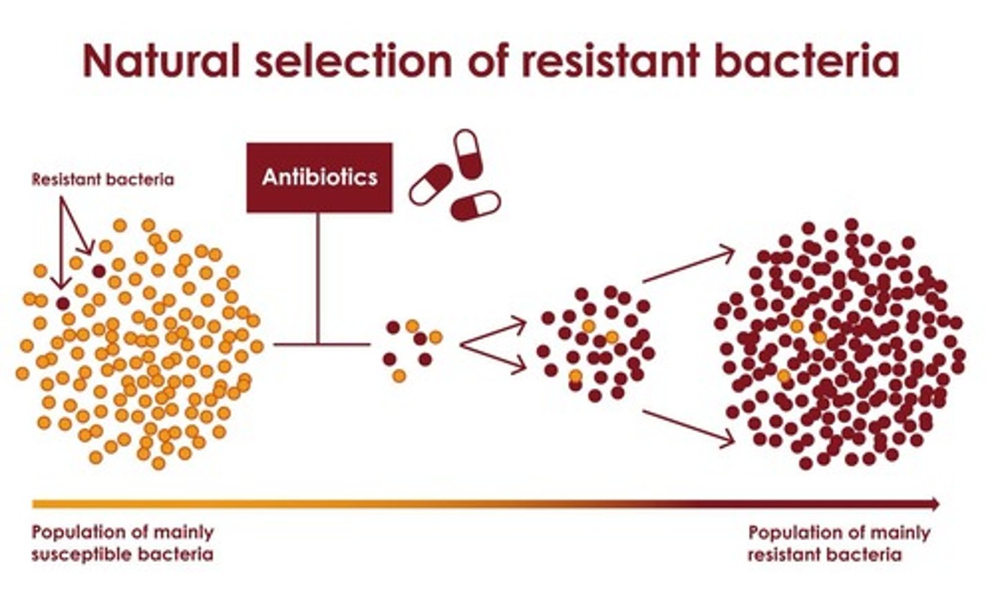 <p>Process where organisms better adapted survive.</p>