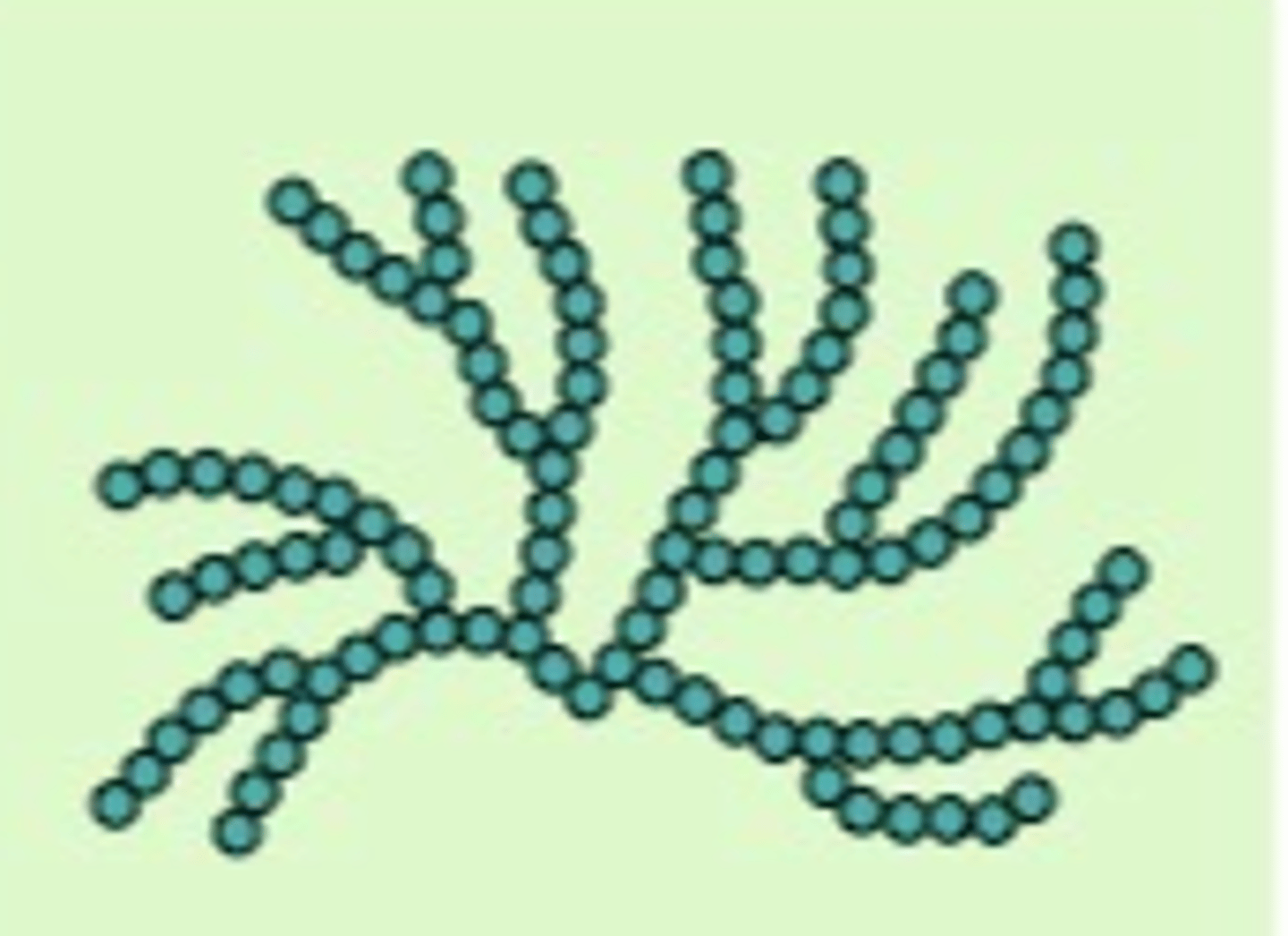 <p>● Formed by condensation reactions</p><p>● Has 1,4 glycosidic bonds (straight) and 1,6 glycosidic bonds which creates branches</p><p>● Many ends for faster hydrolysis</p>