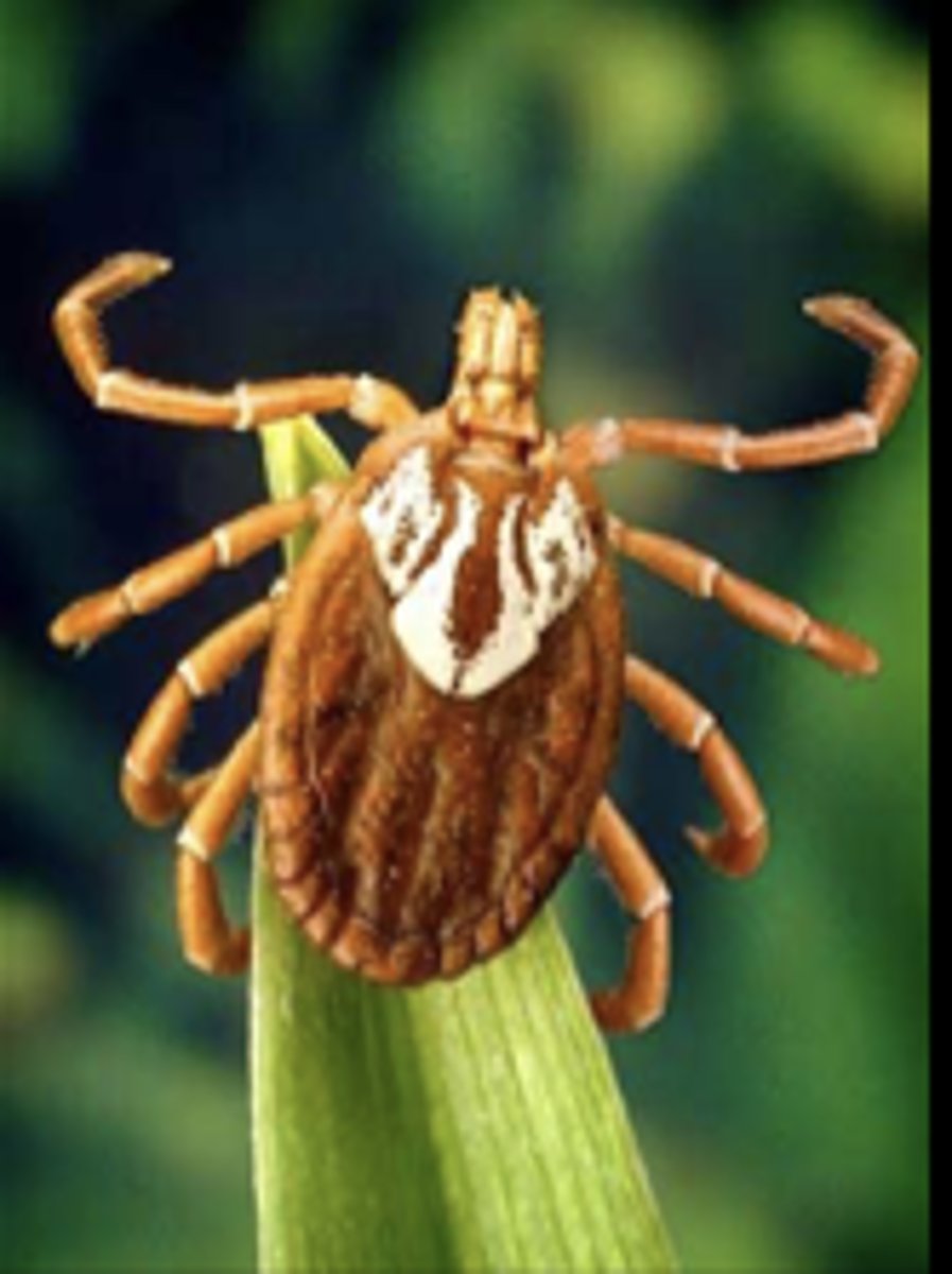 <p>What class does this organism belong to?</p>