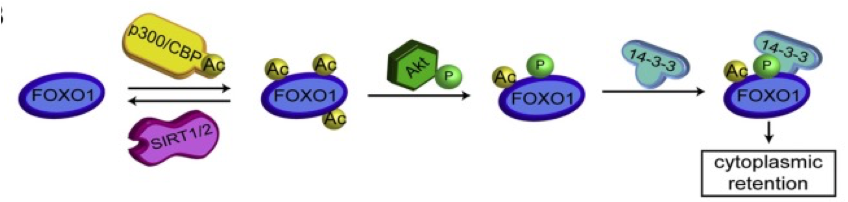 <p>regulated processes </p>