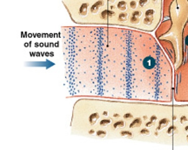 <p>Which step of hearing process is:</p><ul><li><p>Waves arrive at tympanic membrane</p></li></ul><p></p>