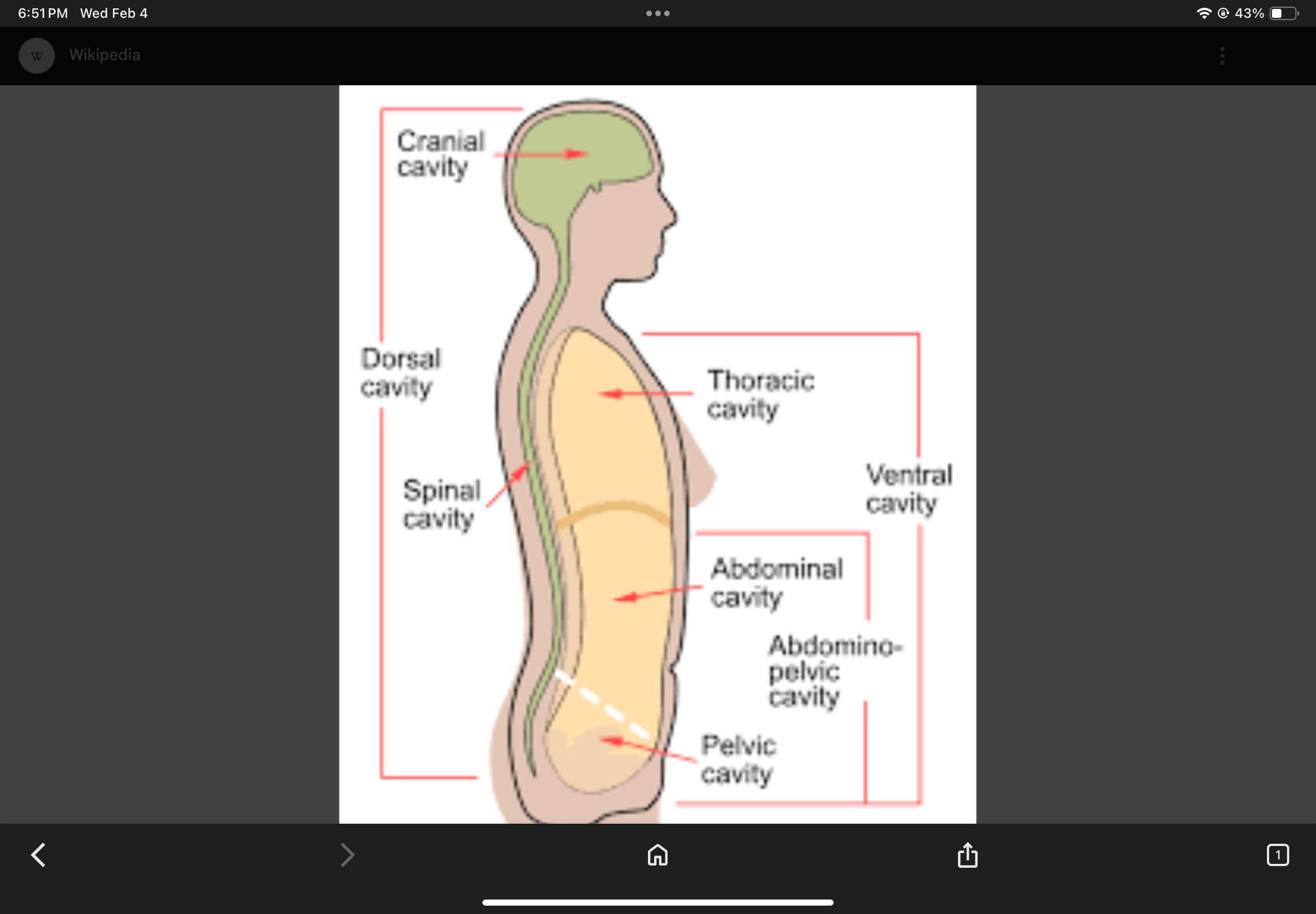<p>The cavity that contains reproductive organs.</p>