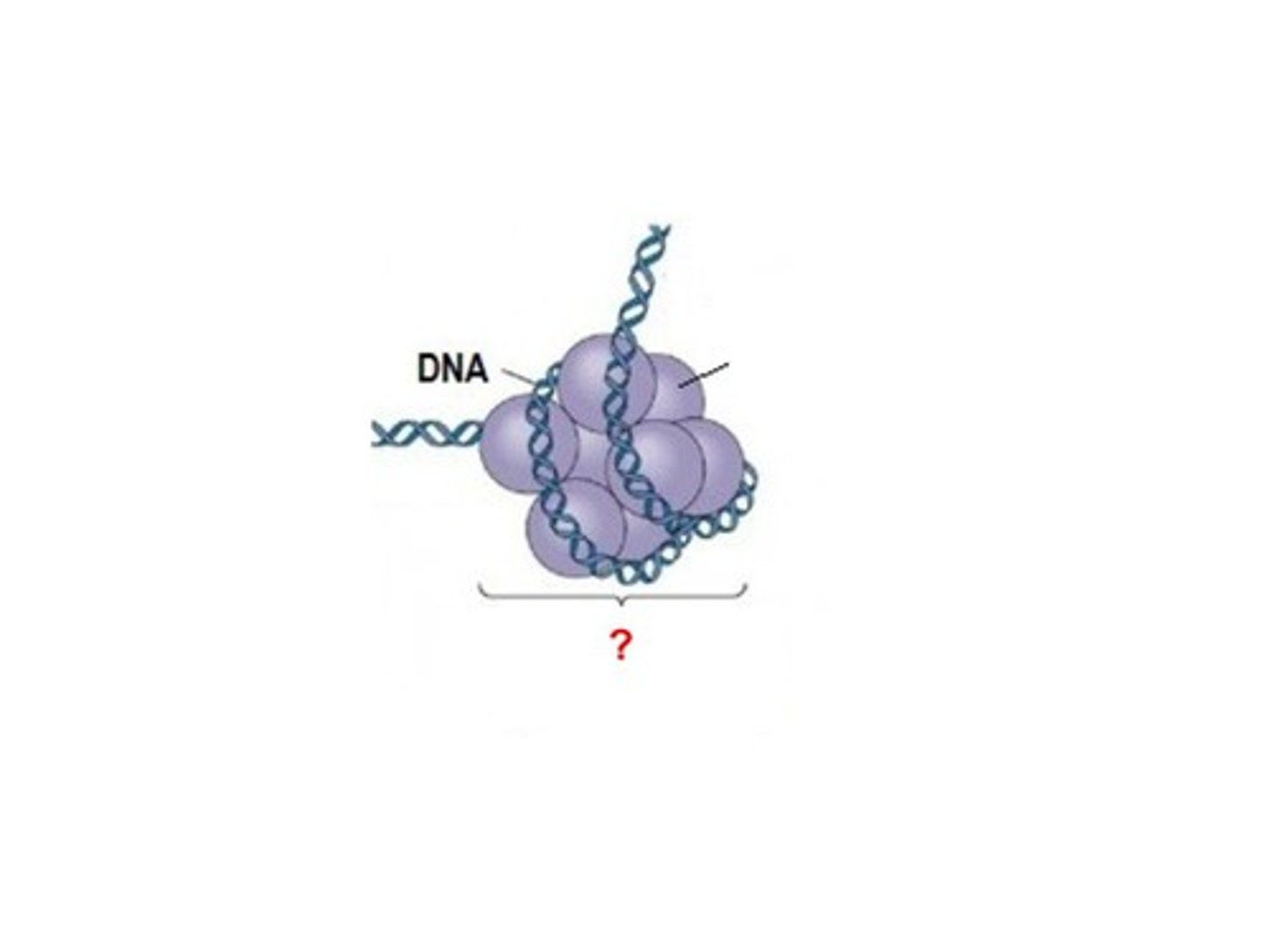<p>The structures formed when DNA is coiled around histones</p>