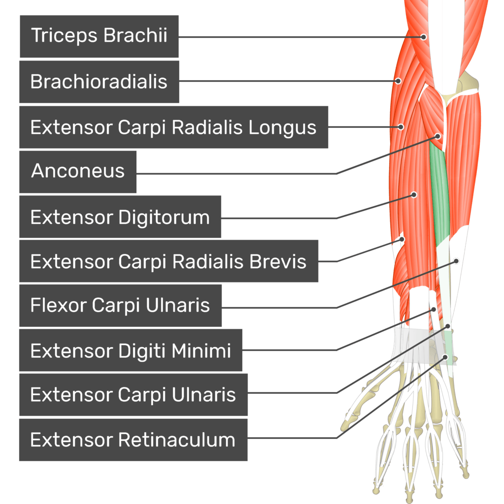 <p>Extensor Carpi Radialis Longus/Brevis</p><p>Extensor carpi radialis longus</p><p>Extensor carpi radialis brevis</p><p>Extensor carpi ulnaris</p><p>Extensor digitorum</p><p>Extensor digiti minimi</p><p>Extensor pollicis longus</p><p>Extensor pollicis brevis</p><p>Abductor pollicis longus</p><p>Supinator</p>