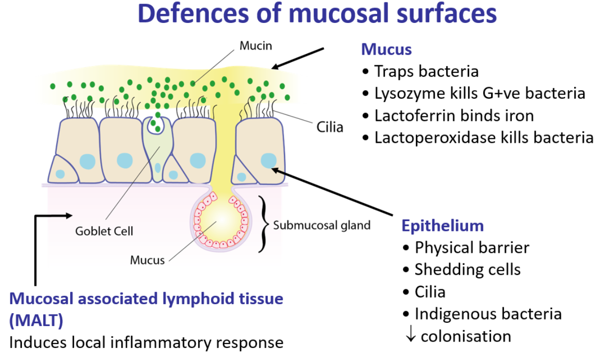 <p><u>mucus</u></p><ul><li><p>it traps bacteria </p></li><li><p>has lysozyme that kills gram positive bacteria </p></li><li><p>lactoferrin that binds iron </p></li><li><p>lactoperoxidase which kills bacteria </p></li></ul><p><u>epithelium</u> </p><ul><li><p>acts as a physical barrier </p></li><li><p>shedding cells </p></li><li><p>cilia </p></li><li><p>indigenous bacteria which decrease colonisation </p></li></ul><p><u>lymphoid tissues </u></p><ul><li><p>induces local inflammatory response </p></li></ul><p></p>