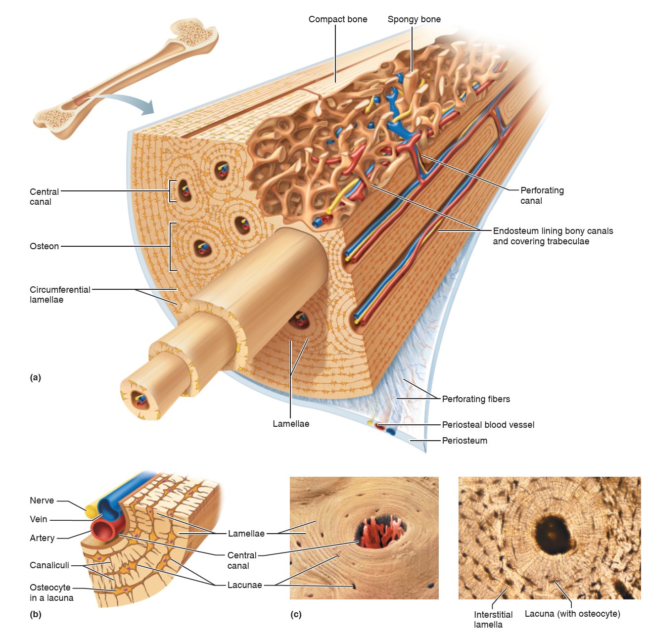 incomplete cellular layer lining medullary cavity, active during bone growth, repair, remodeling, covers spongy bone and lines central canals