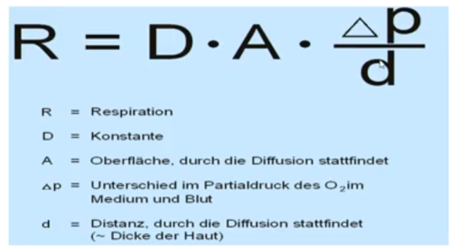 Prinzip des Austausches von gasförmigen Stoffen in Geweben und Organen: Parameter: **große Oberfläche, dünne Gewebe, Druckdifferenz** 

**Respiration** (Index-Wert der Atmung) hängt von **Oberfläche und Dicke des Atemepithels** sowie der **Druckdifferenz** zwischen Innen- und Außenmilieu ab.

\
Daraus folgt: Effiziente Atmung erfolgt mit großflächigen, dünnhäutigen Organen, in denen die Körperflüssigkeit einen Sauerstoffgradienten zwischen Außen- und Innenmilieu aufrecht erhält. 