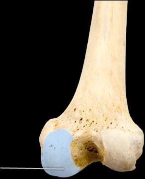 <p>What feature of the femur is this?</p>