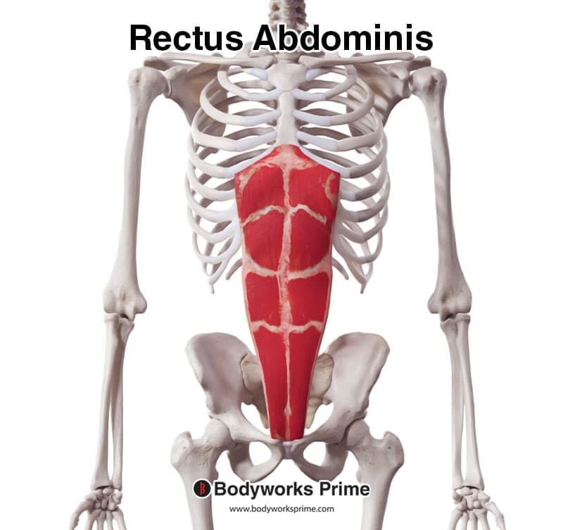 <p><span><strong>Rectus abdominus</strong></span></p>
