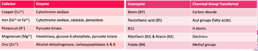 Cofactor →

Minerals 

\
Coenzyme →

Vitamins 

\
*see chart for more details, some on exam*
