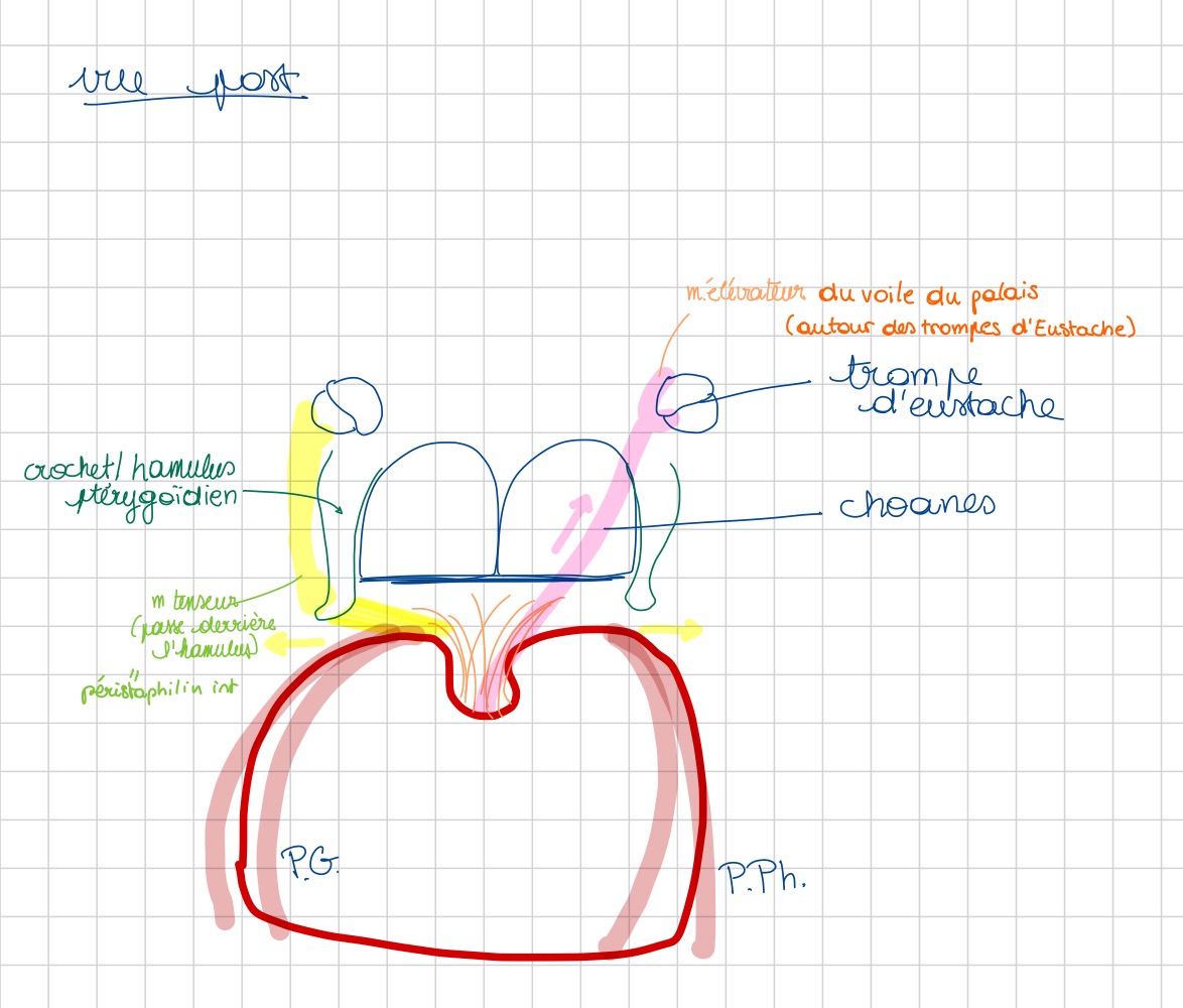 <p>• Muscle élévateur du voile autour de la trompe<br />
• Choanes visibles en arrière</p>