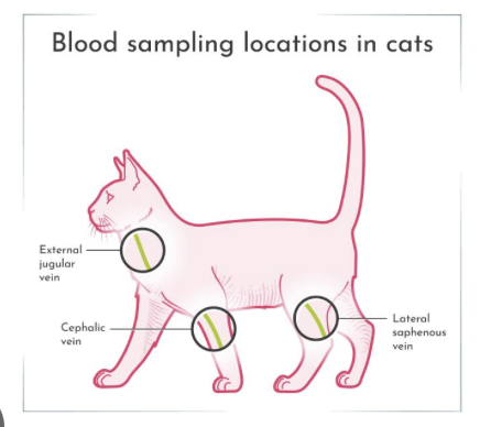 <p>venous blood draws on cat</p>