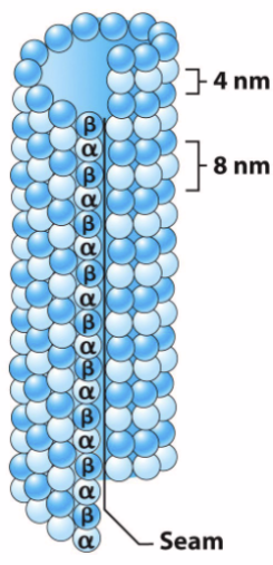 <ul><li><p><span>Largest cytoskeletal element (25 nm diameter).</span></p></li><li><p><span>Polymer of two different proteins (monomers): α-tubulin and β-tubulin.</span></p></li><li><p><span>2 major types:</span></p><ul><li><p><span><strong>Axonemal MT:</strong></span></p><ul><li><p><span>Highly organized, stable</span></p></li><li><p><span>Part of structures (axoneme) involved in cell movement (e.g cilia, flagella)</span></p></li></ul></li><li><p><strong>Cytoplasmic MT</strong></p><ul><li><p>Loosely organized, very dynamic</p></li><li><p>Located in cytosol</p></li></ul></li></ul></li></ul><p></p>
