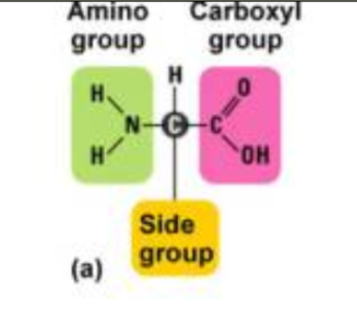 <p>Monomer: Amino Acid</p><ul><li><p>Rebuilds muscle</p></li><li><p>C, H, N, O, S</p></li><li><p>Func. group: <span style="background-color: transparent;">Amino (-NH<sub>2</sub>), Carboxyl (-COOH)</span></p></li><li><p><span style="background-color: transparent;">Amino Acid Composition:</span></p><ul><li><p><span style="background-color: transparent;">R group (variable side group)</span></p><ul><li><p><span style="background-color: transparent;">determines the type of amino acids</span></p></li></ul></li><li><p><span style="background-color: transparent;">Amino Group: -NH<sub>2</sub></span></p></li><li><p><span style="background-color: transparent;">Carboxyl Group: -COOH</span></p></li></ul><p></p></li></ul><p><br></p><p></p>
