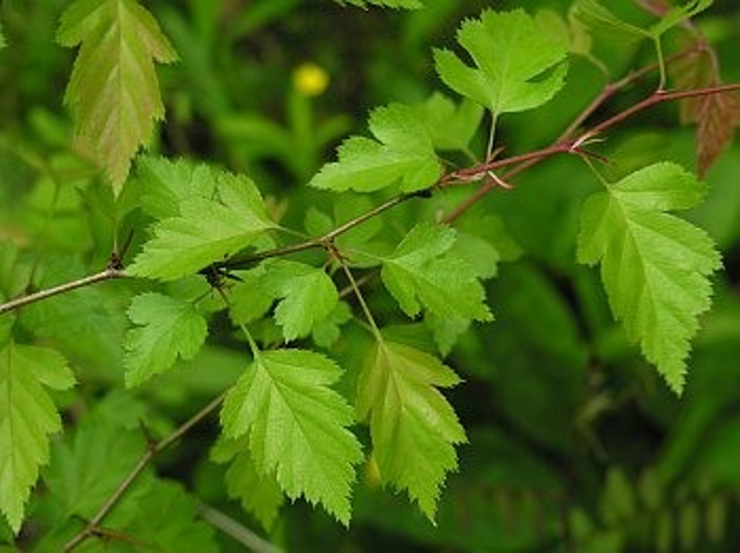 <p>Crataegus marshallii<br>Rosaceae</p>