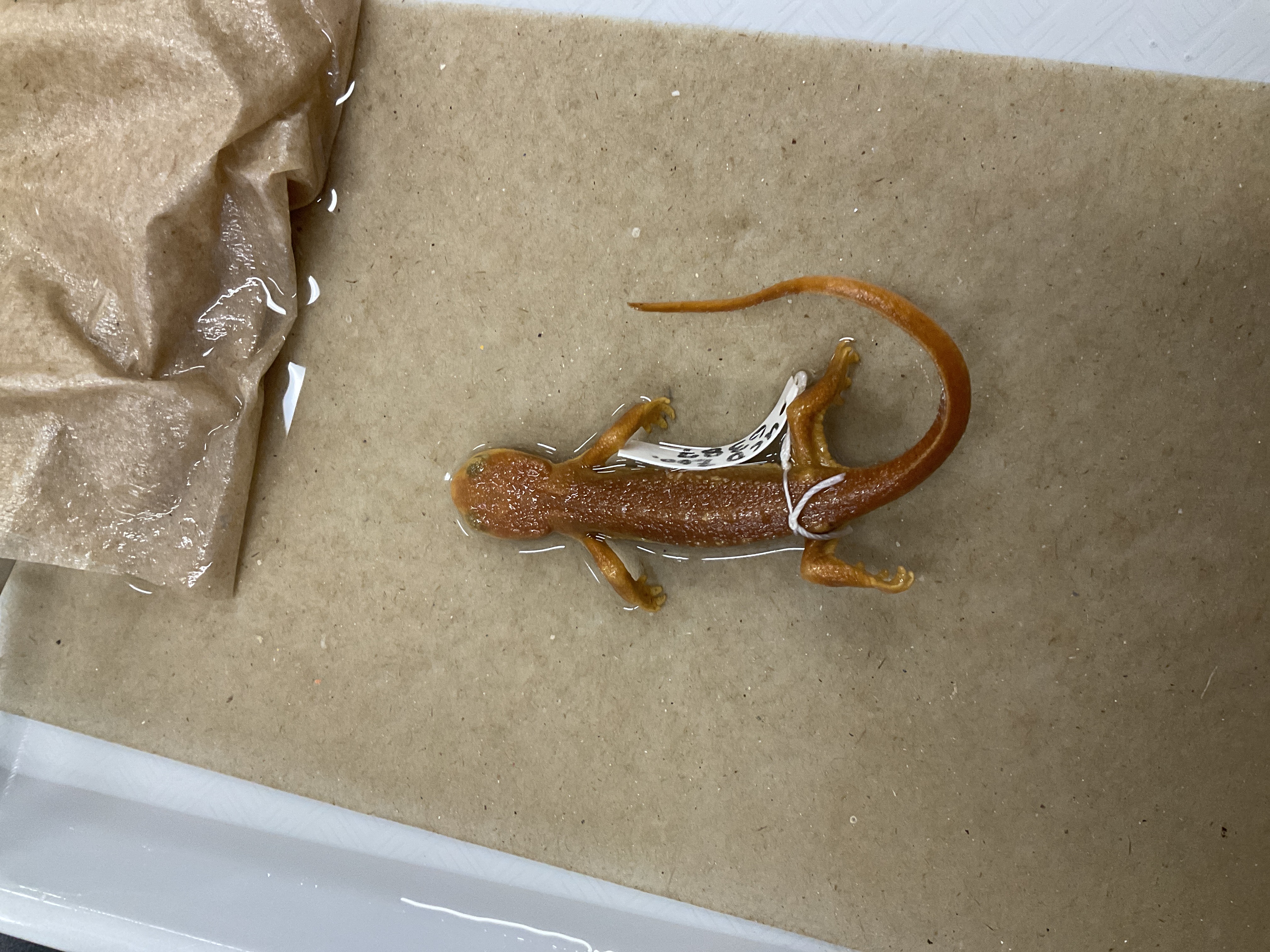 <p>Family and species name</p>