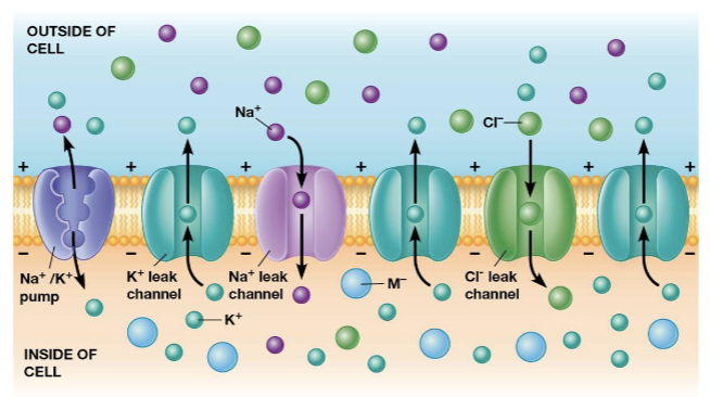<p>allow potassium to diffuse out of the cell, increasing the numbers of anions left behind without counterions (this is how the resting membrane potential is maintained)</p>