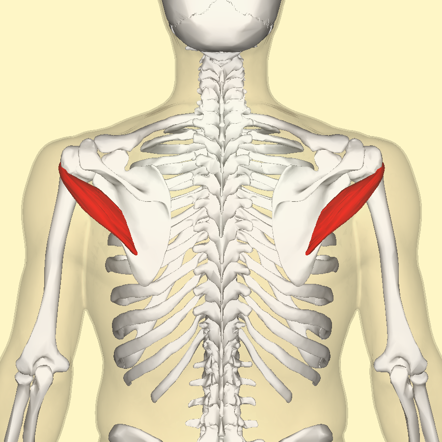 <p>origin: lateral border of scapula</p><p> insertion: greater tubercle of humerus</p><p>action: lateral rotation of the arm</p>