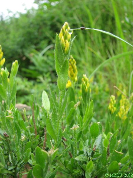 <p><span>kručinka německá</span></p>